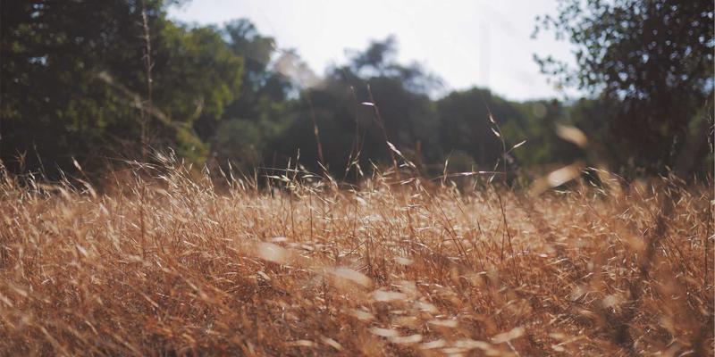 IT教程：基于意图的网络(IBN)实战指南——利用开源项目实现网络自配置与自修复