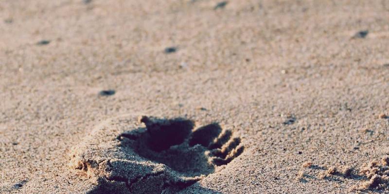 卫星互联网星座技术架构解析：从Starlink看编程开发与开源项目如何助力天地网络融合