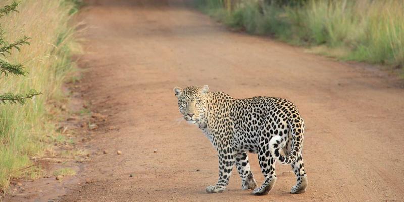 开源项目如何重塑网络技术优势：赋能编程开发的新范式