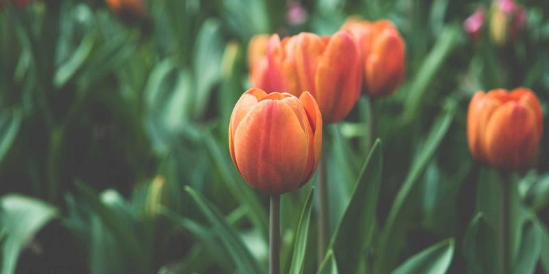 网络技术37：IT教程、开源项目与资源分享的黄金三角