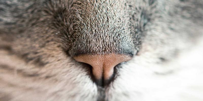 资源分享与开源项目：编程开发者的技术加速器